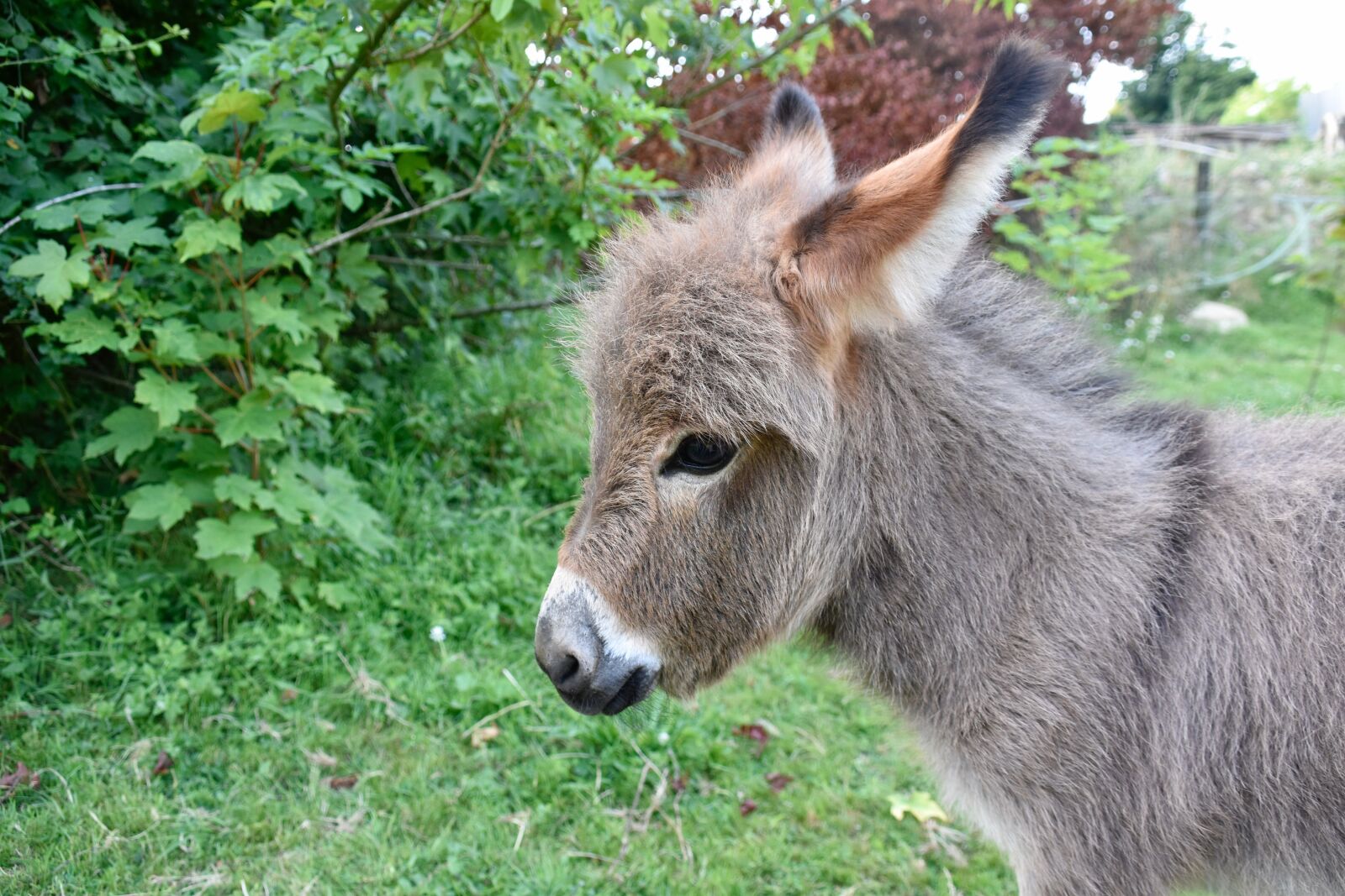 Nikon D5600 sample photo. Donkey, donkey miniature, small photography