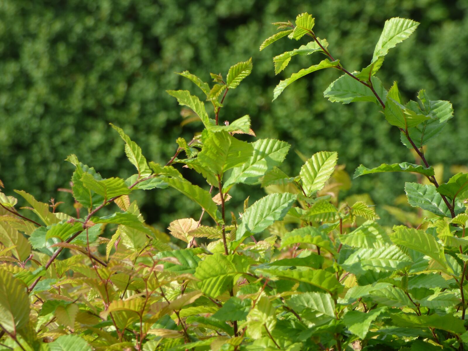 Panasonic DMC-FZ72 sample photo. Green, foliage, leaf photography