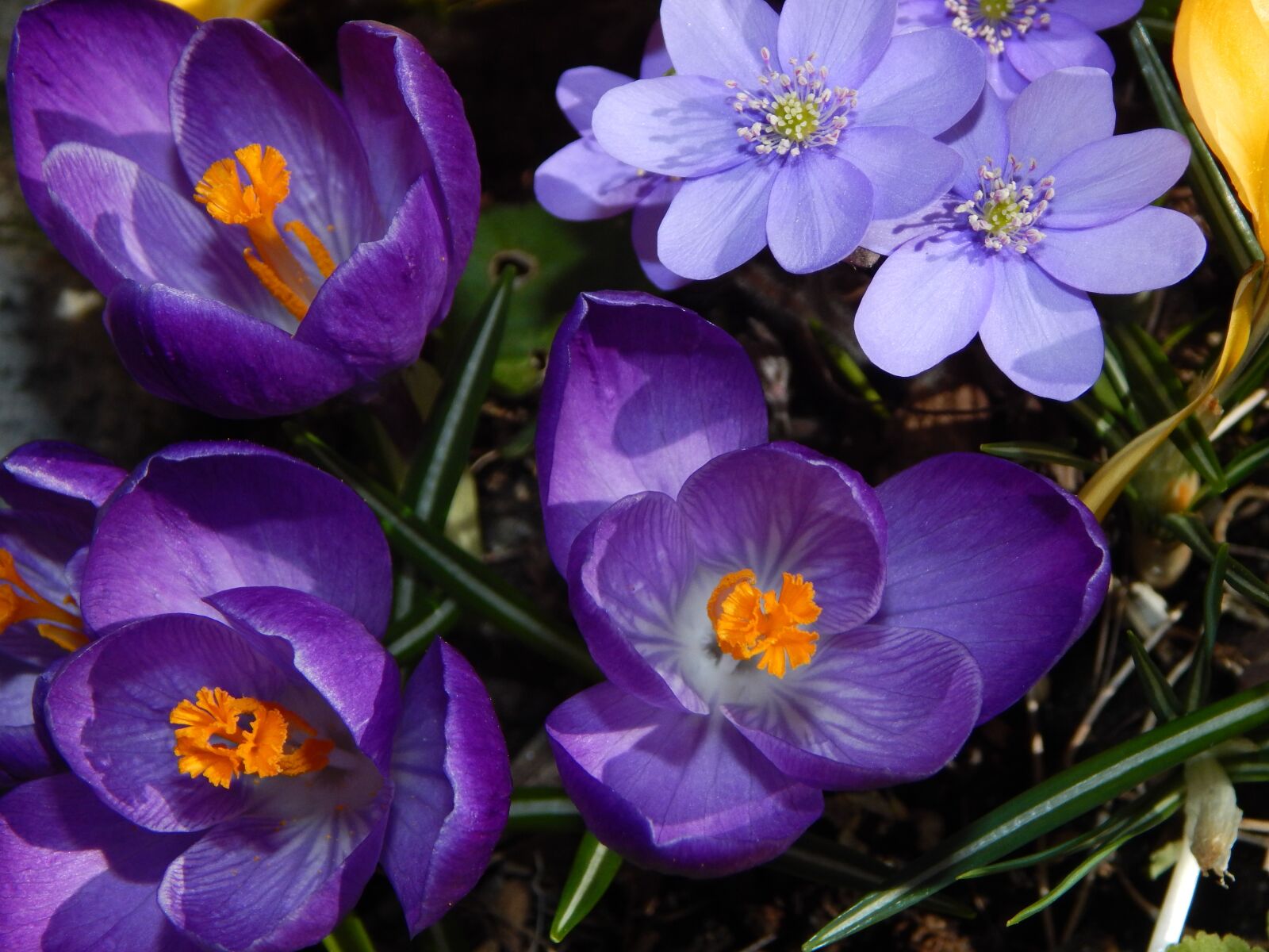 Nikon Coolpix L830 sample photo. Crocus, spring flowers, early photography