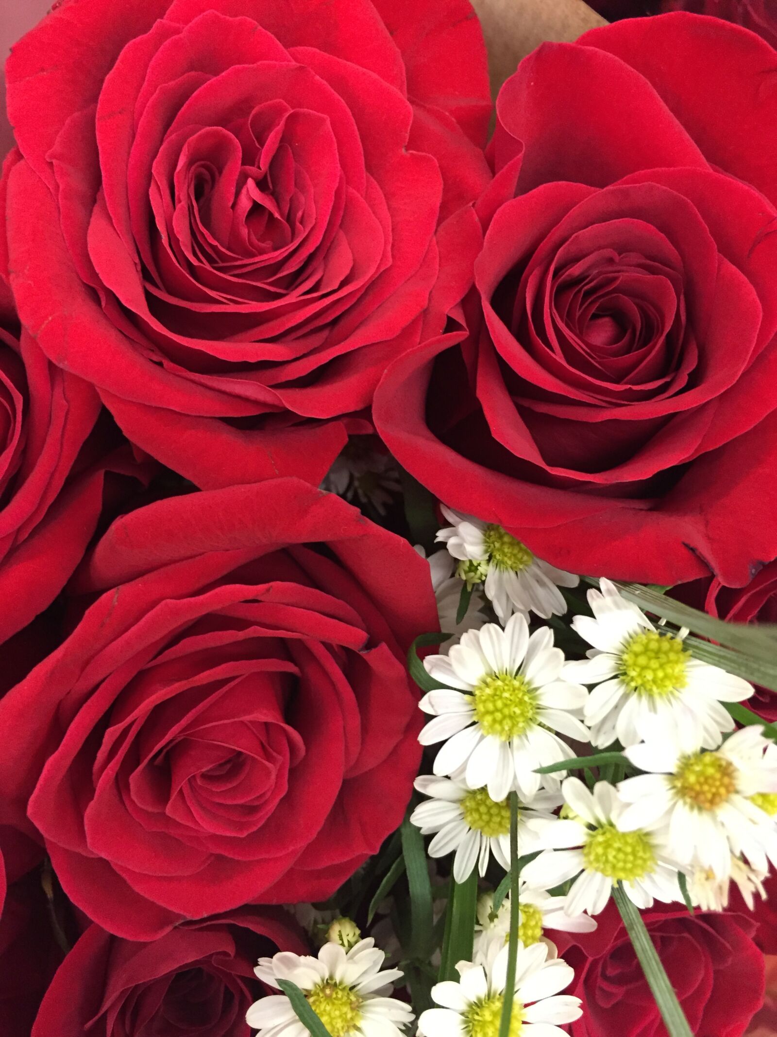 iPhone 6 back camera 4.15mm f/2.2 sample photo. Rose, roses, daisy photography