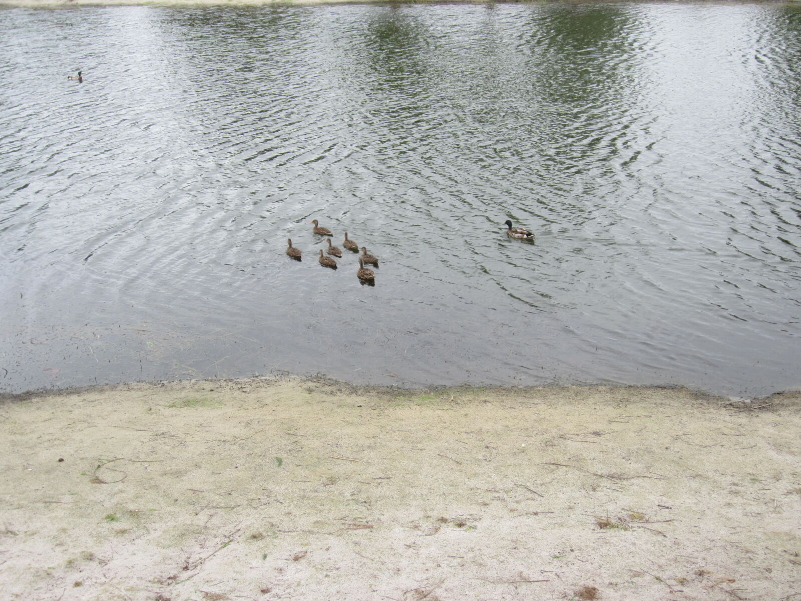 Canon PowerShot ELPH 300 HS (IXUS 220 HS / IXY 410F) sample photo. Anatra, duck, famiglia, family photography