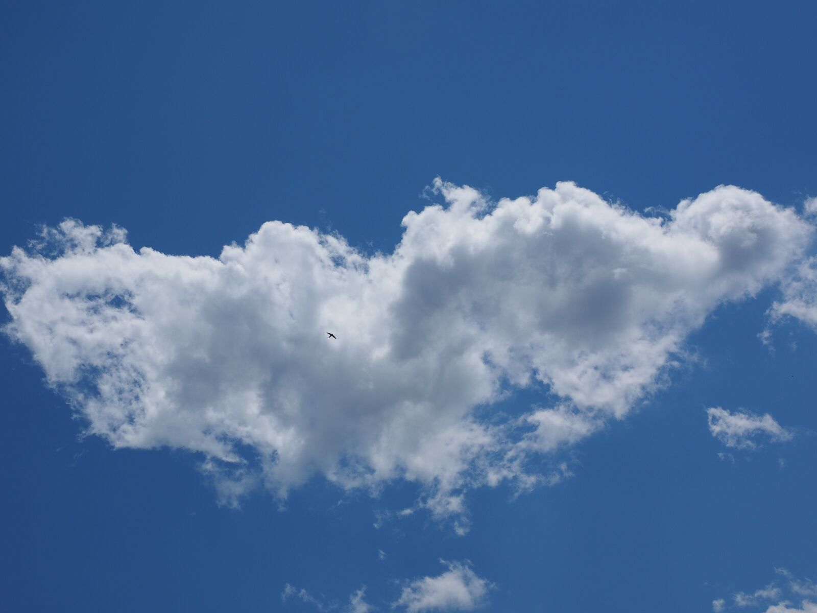 Olympus OM-D E-M1 + Olympus M.Zuiko Digital ED 12-40mm F2.8 Pro sample photo. Sky, cloud, bird photography