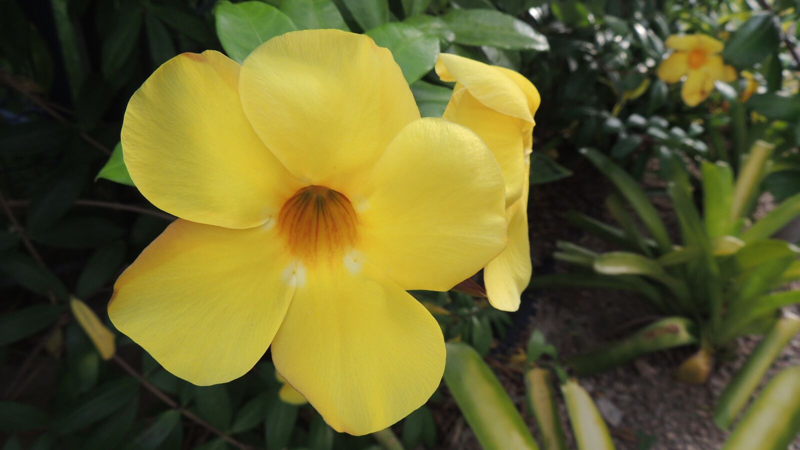Nikon Coolpix P510 sample photo. Flower, natural, beautifull flowuer photography