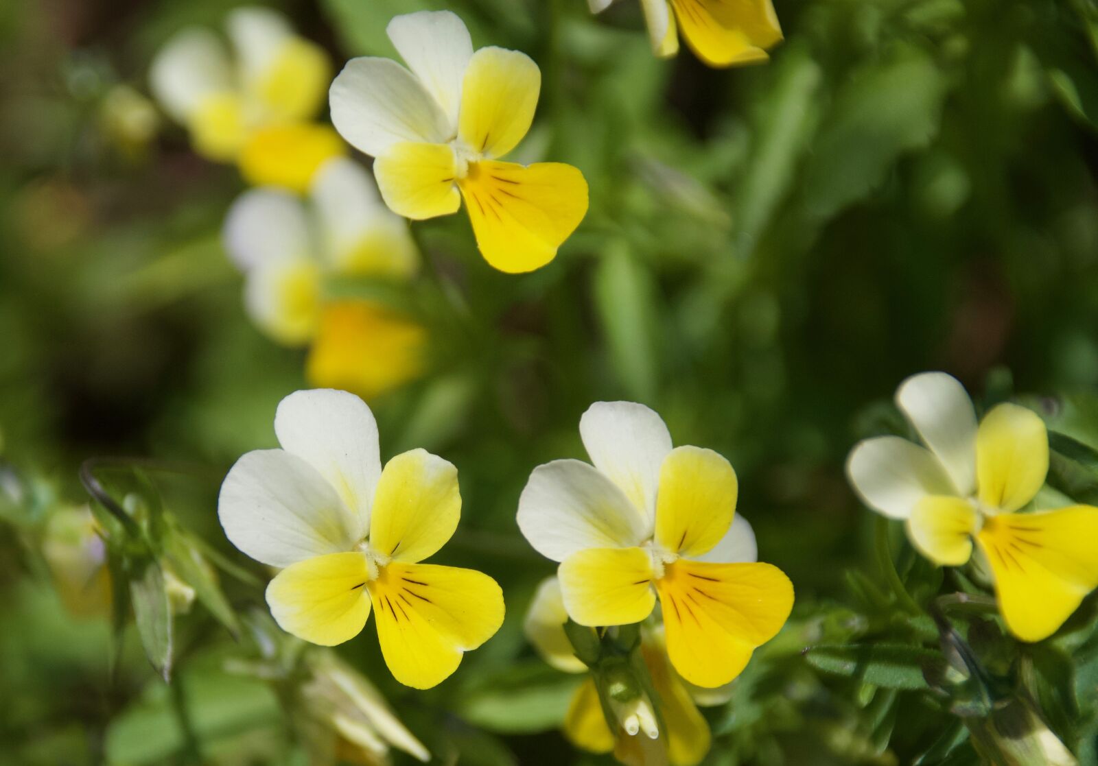 Nikon D7500 sample photo. Pansy, yellow flower, mini photography