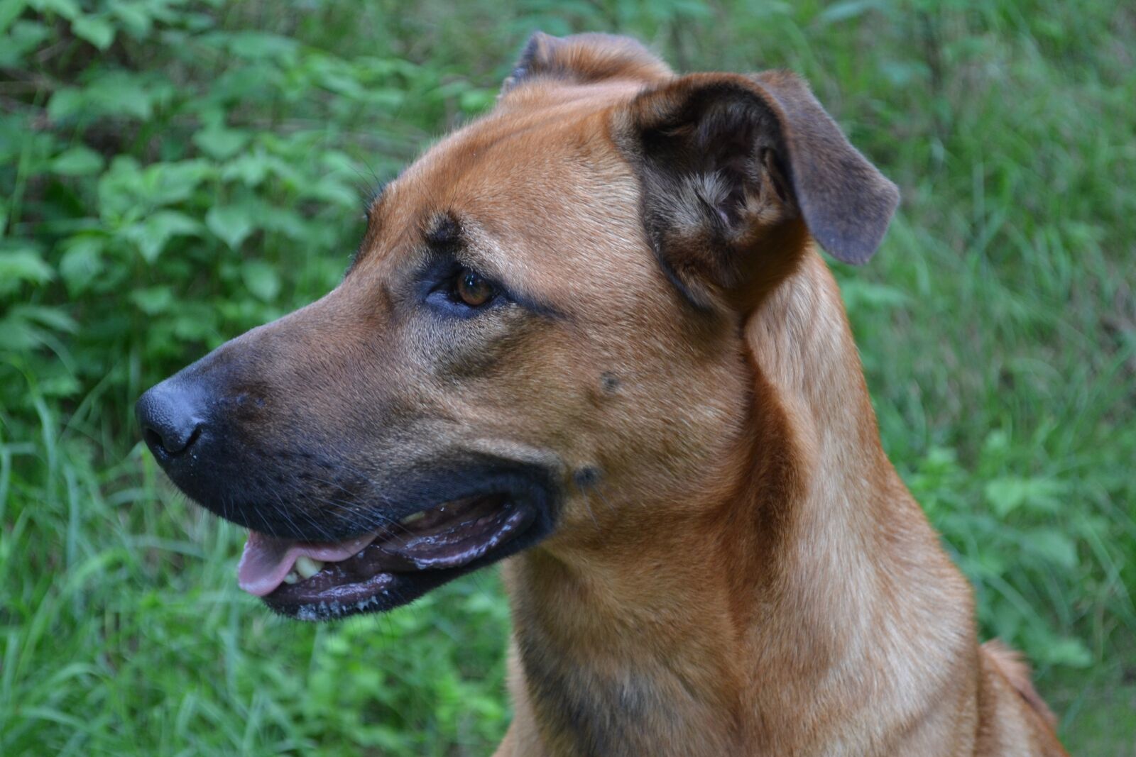 Nikon D3100 sample photo. Dog, animals, pet photography