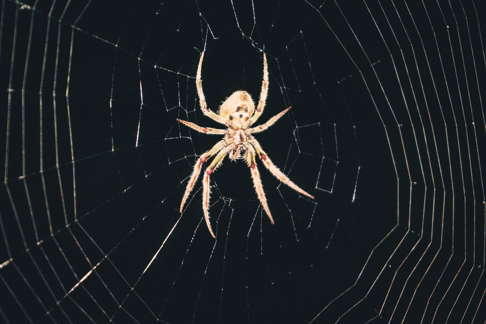 Sony a6000 sample photo. Spider, spider, web photography