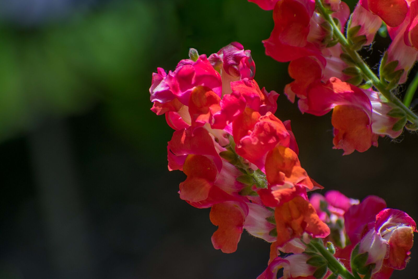 Nikon D3400 sample photo. Flower, spring, nature photography
