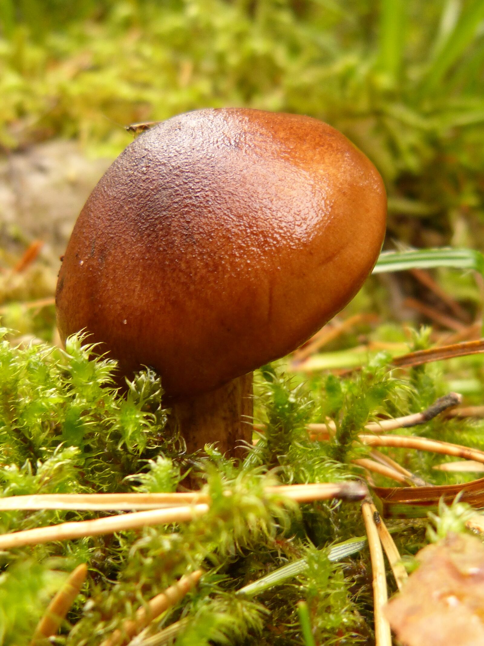 Panasonic DMC-FZ62 sample photo. Mushroom, forest, nature photography