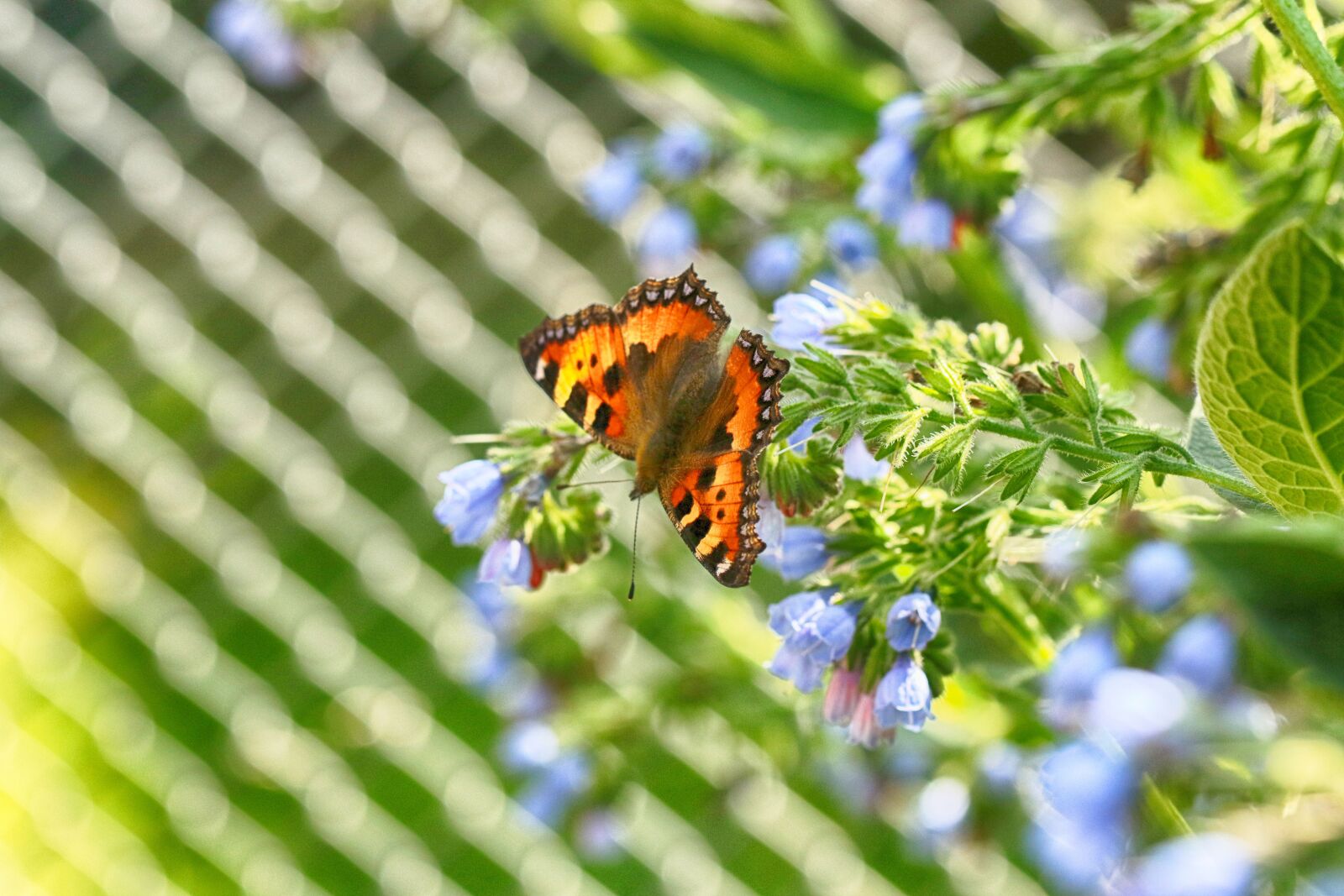 Canon EOS 7D Mark II sample photo. Fence, butterfly, nature photography