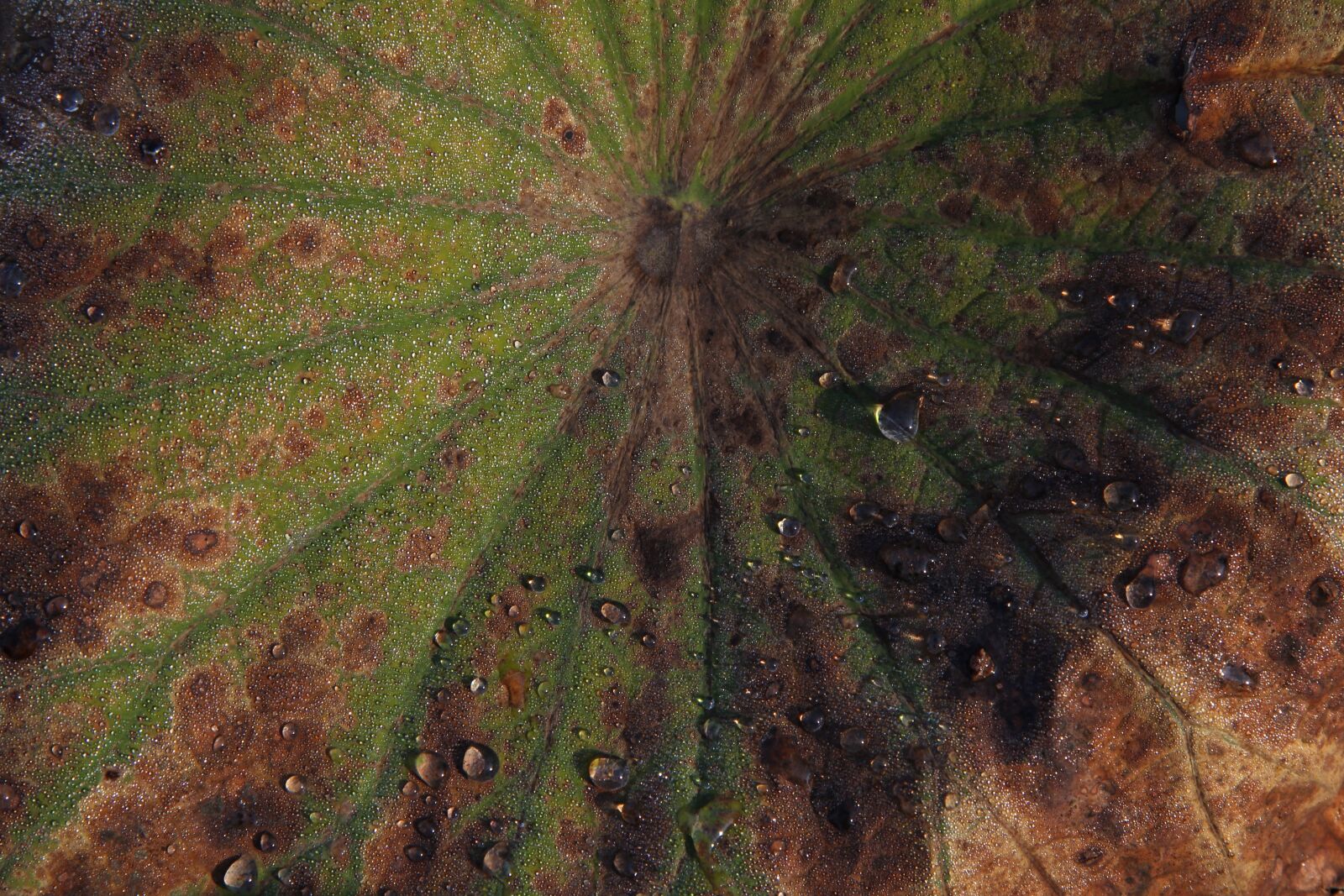 Canon EF-S 17-85mm F4-5.6 IS USM sample photo. Plant, leaf, dew photography