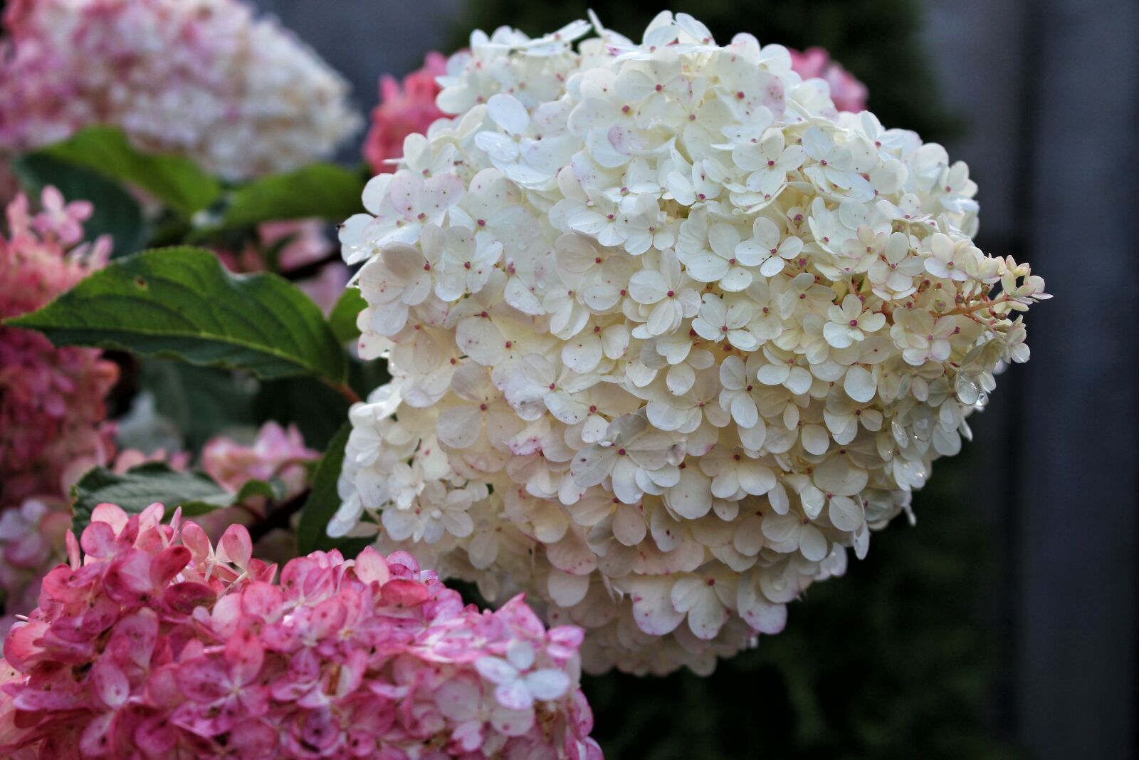 Canon EOS 700D (EOS Rebel T5i / EOS Kiss X7i) sample photo. Hydrangea, flowers, hydrangeas photography