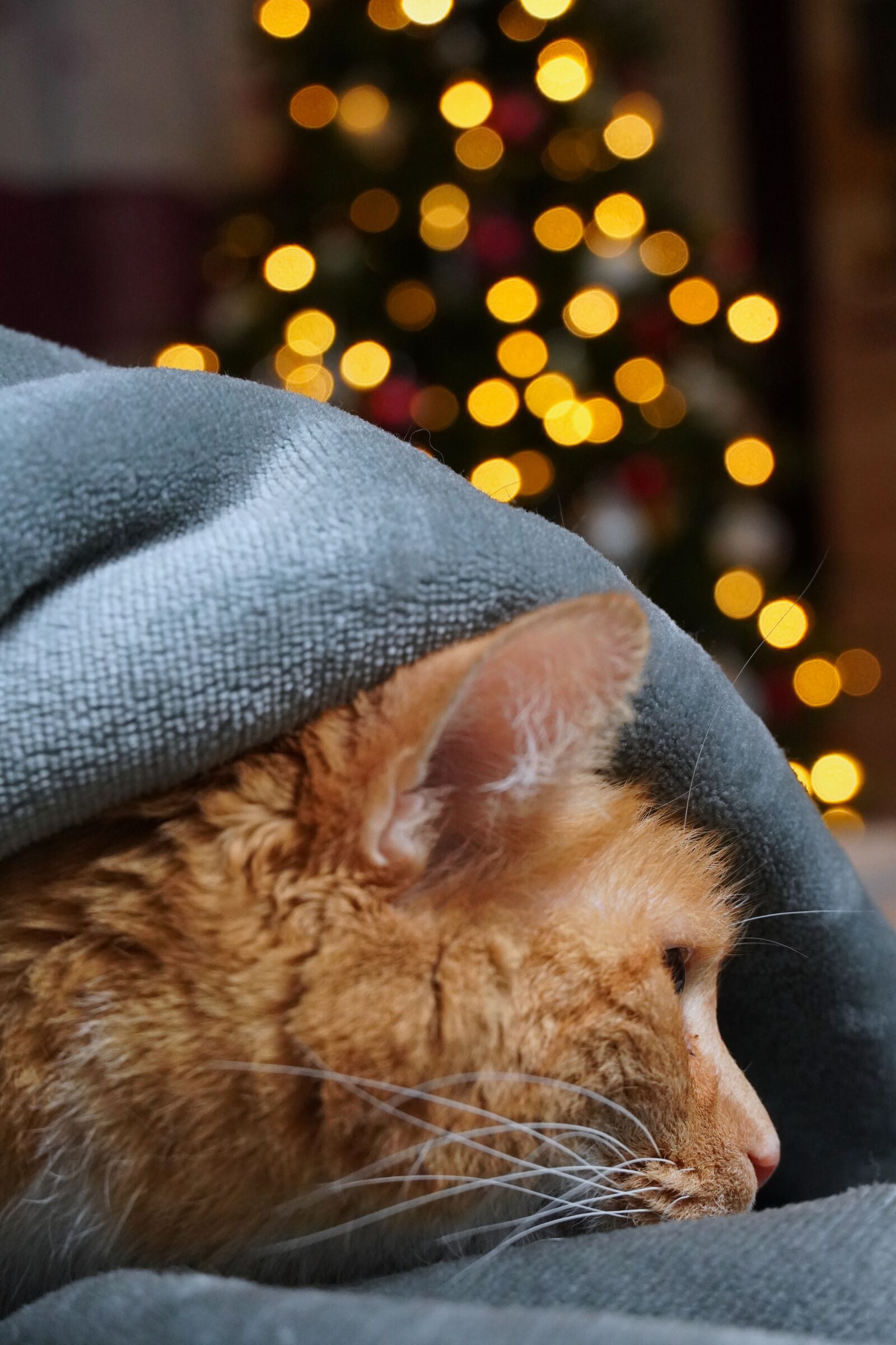 Sony E 18-135mm F3.5-5.6 OSS sample photo. Cat, pet, animal photography