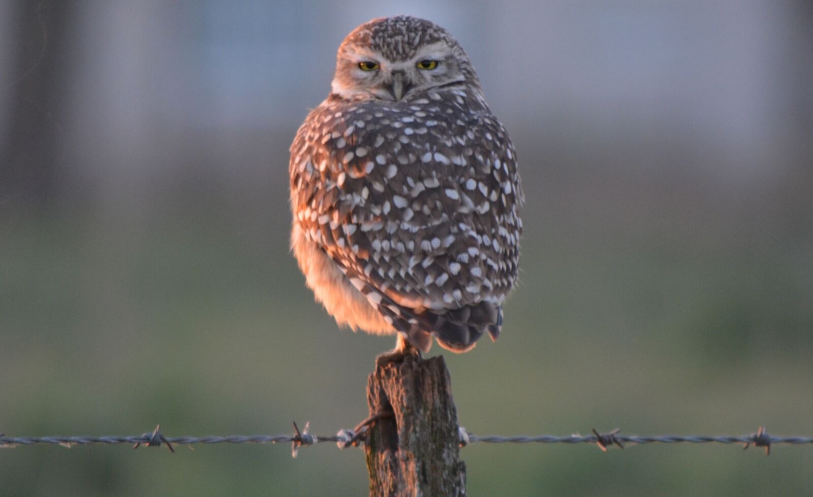 Nikon D5200 sample photo. Owl, field, ave photography