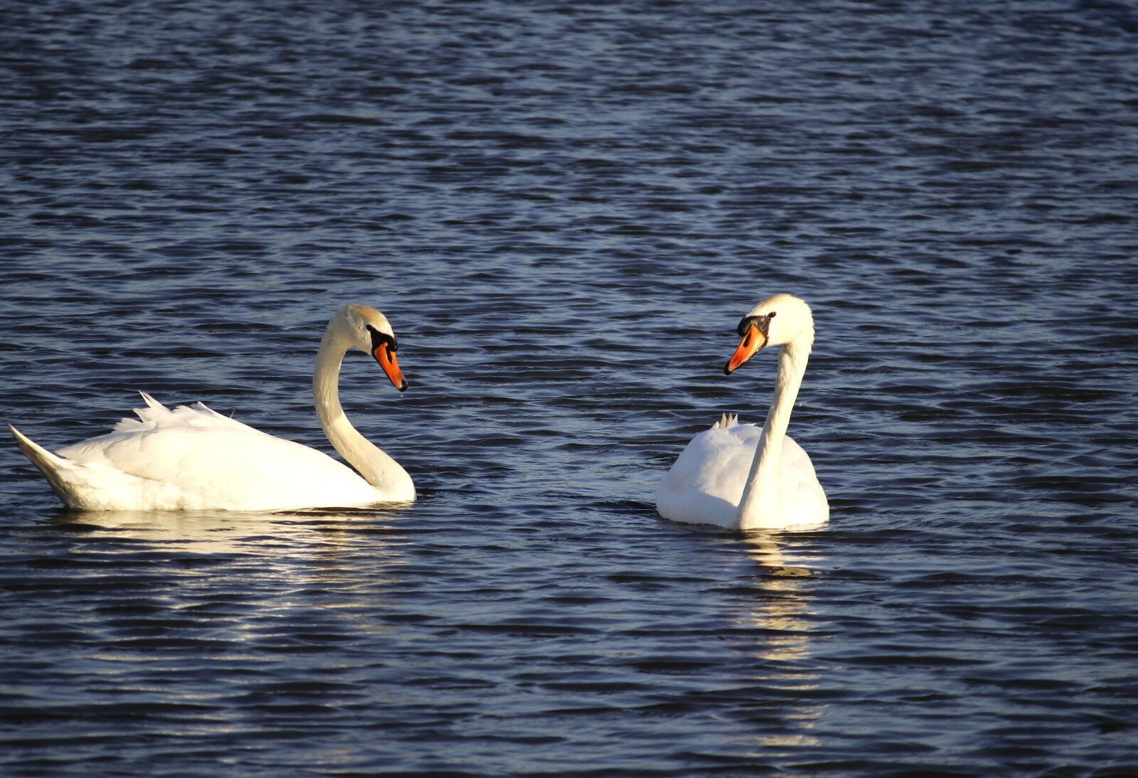 Canon EF-S 55-250mm F4-5.6 IS sample photo. Swan, water, golden photography