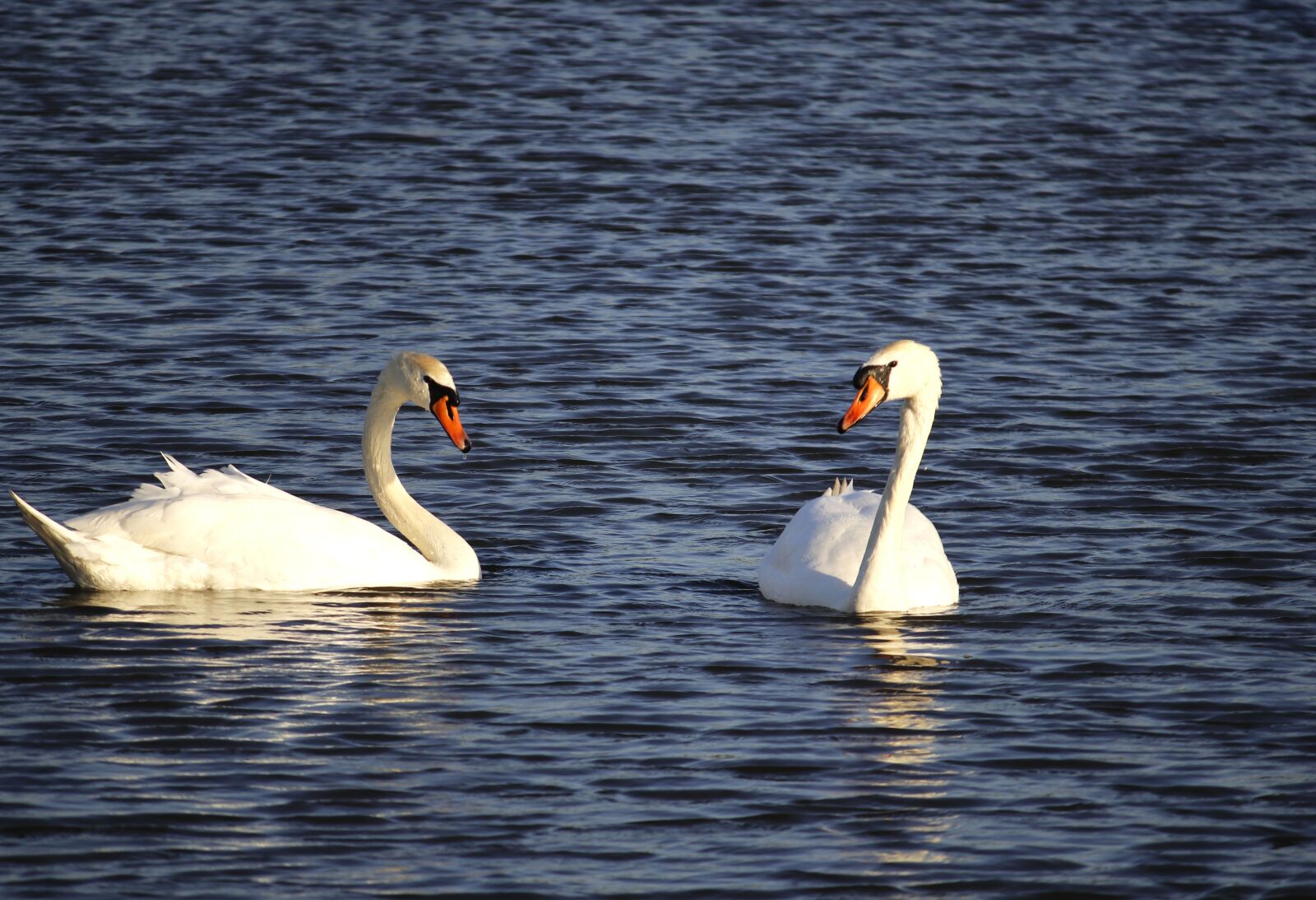 Canon EOS 80D sample photo. Swan, water, golden photography