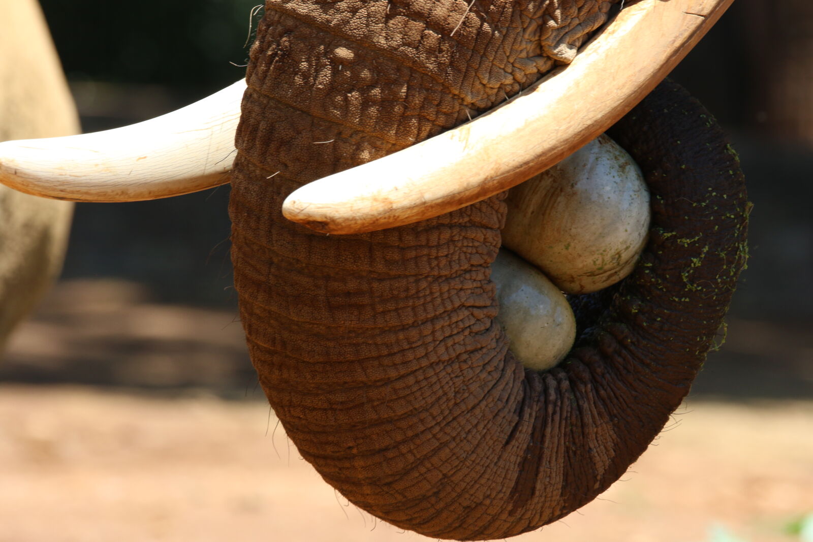 Canon EOS 7D Mark II sample photo. Animils, big, five, elephant photography
