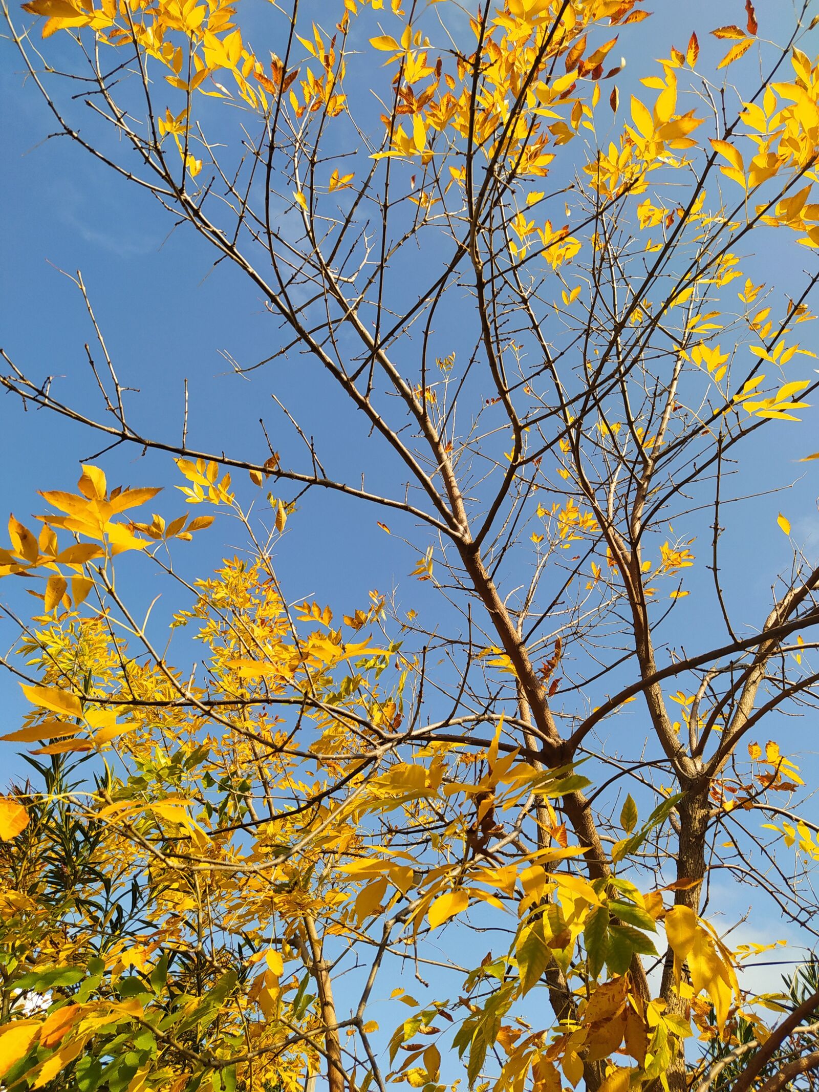 Xiaomi Redmi Note 8 sample photo. Autumn, leaves, yellow photography