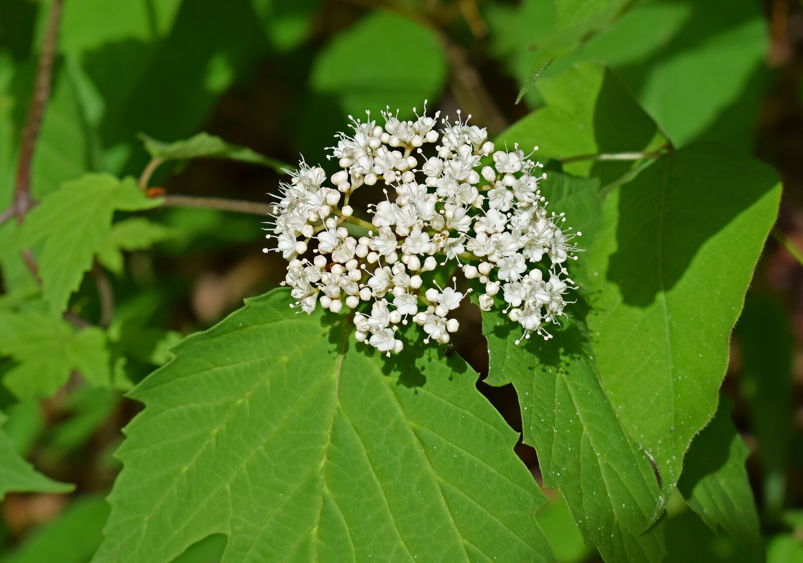 Nikon D3300 sample photo. Highland cranberry, flower, blossom photography