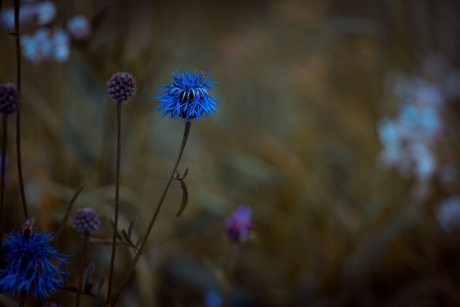 Nikon D750 sample photo. Bluets, wigs malvaceae, plant photography