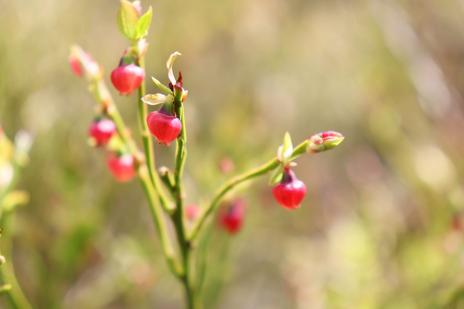 Canon EOS 77D (EOS 9000D / EOS 770D) sample photo. Blueberries, unripe, growing photography