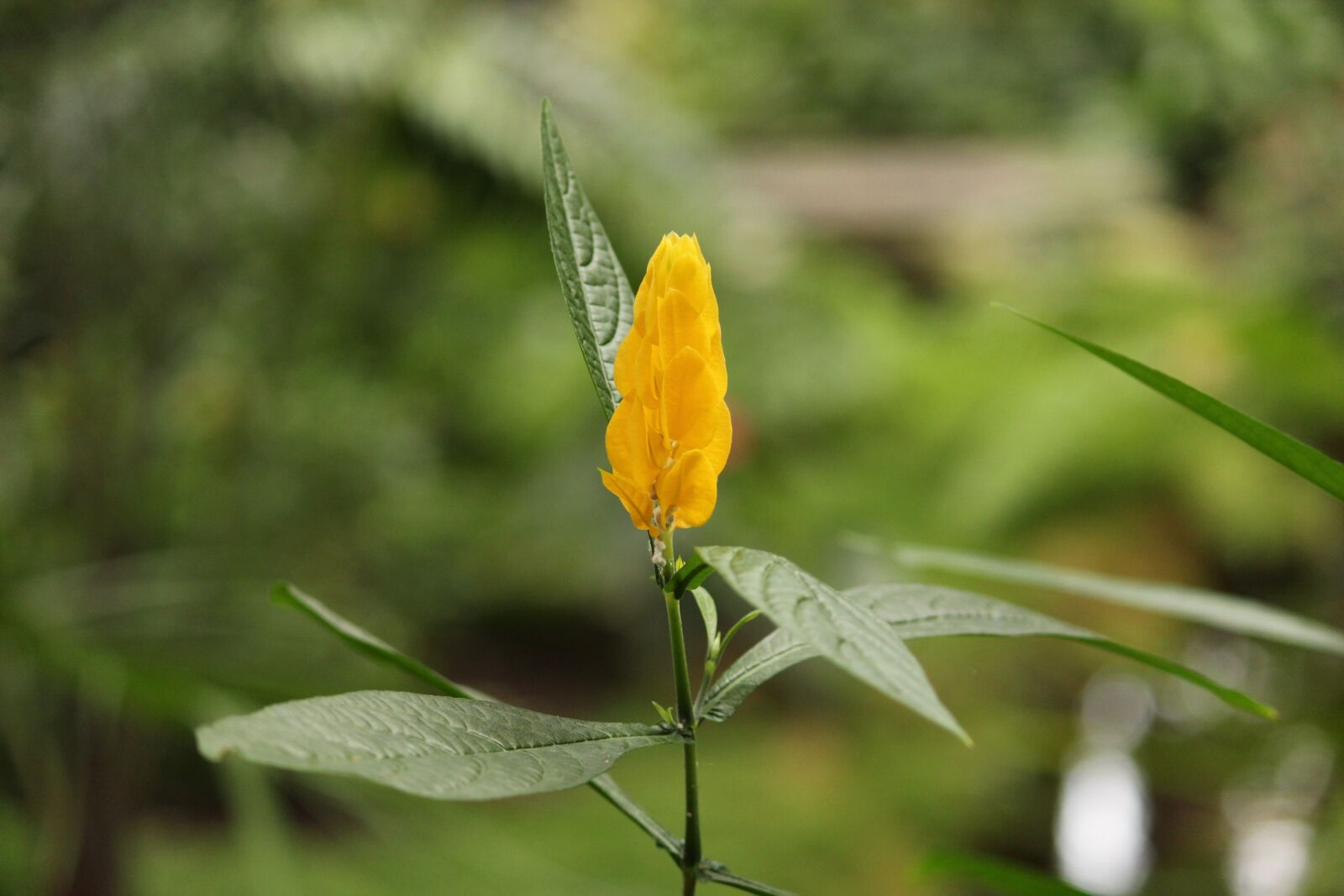 Canon EOS 700D (EOS Rebel T5i / EOS Kiss X7i) sample photo. Flower, nature, beautiful flower photography