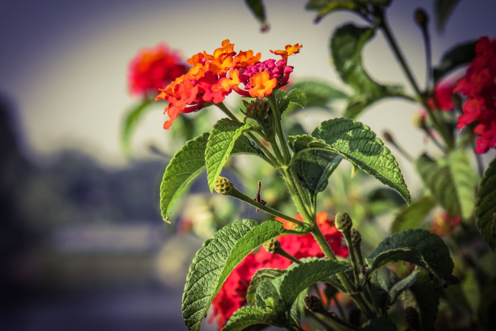 Canon PowerShot SX540 HS sample photo. Lantana, red, flowers photography