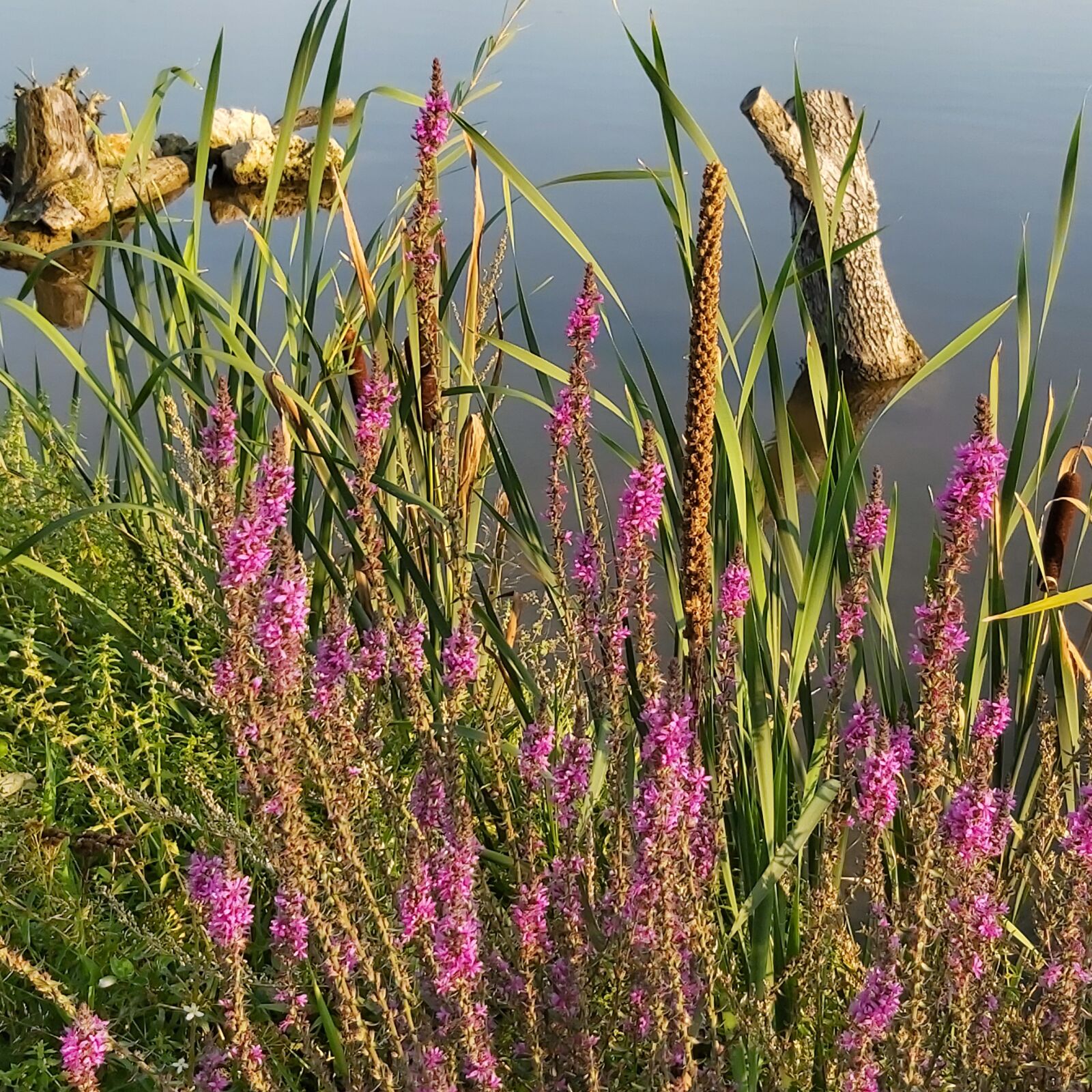 Samsung Galaxy A70 sample photo. Loosestrife, lythrum salicaria, loosestrife photography
