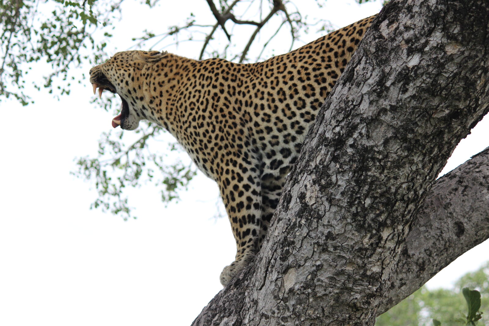 Canon EOS 600D (Rebel EOS T3i / EOS Kiss X5) sample photo. Kruger, national, park, leopard photography