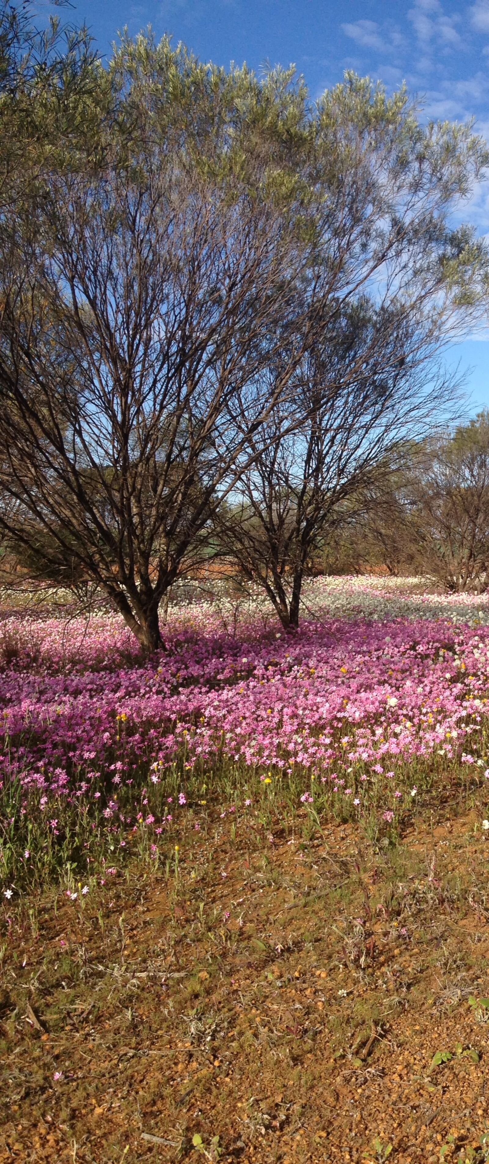 Apple iPhone 4S sample photo. Wild, flowers photography