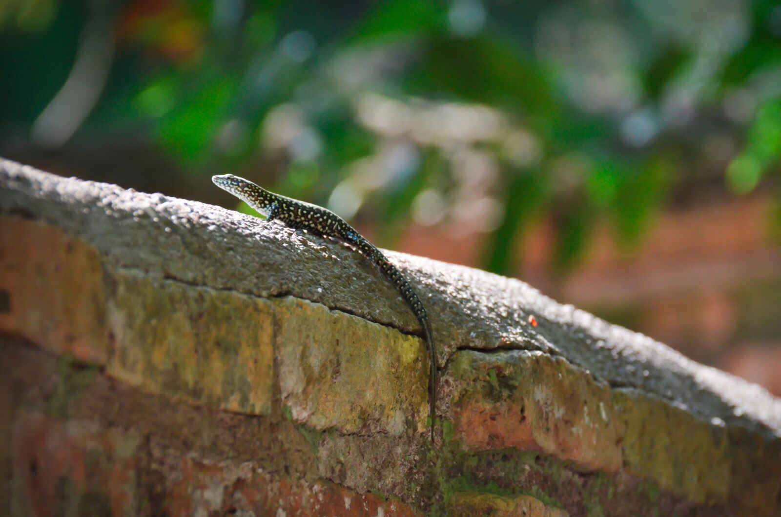 Nikon D5100 sample photo. Lizard, animal, wildlife photography