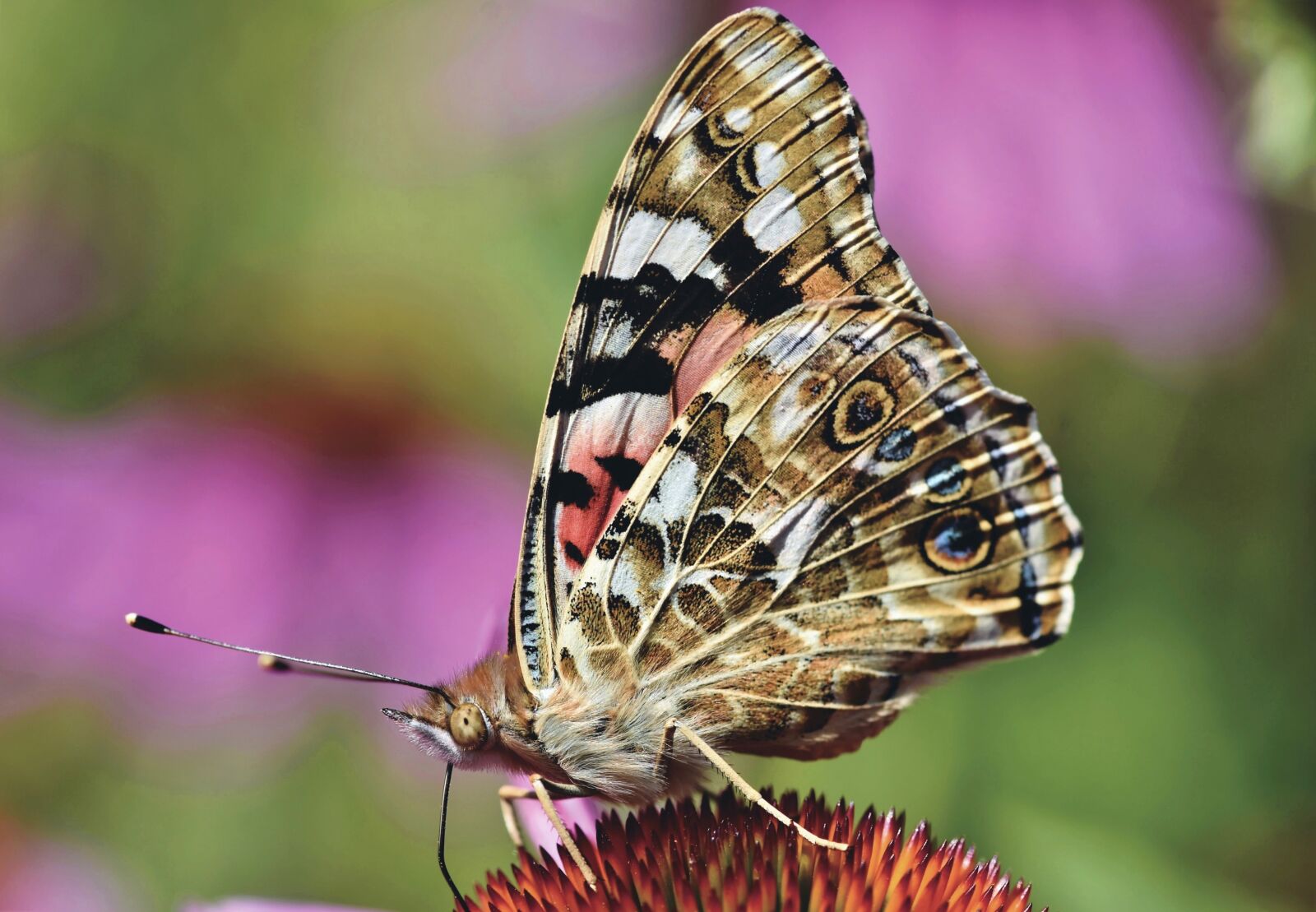 Nikon D7200 sample photo. Butterfly, butterflies, flight insect photography