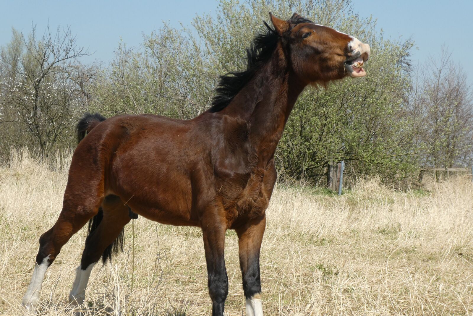 Panasonic Lumix DC-ZS70 (Lumix DC-TZ90) sample photo. Horse, pasture, landscape photography