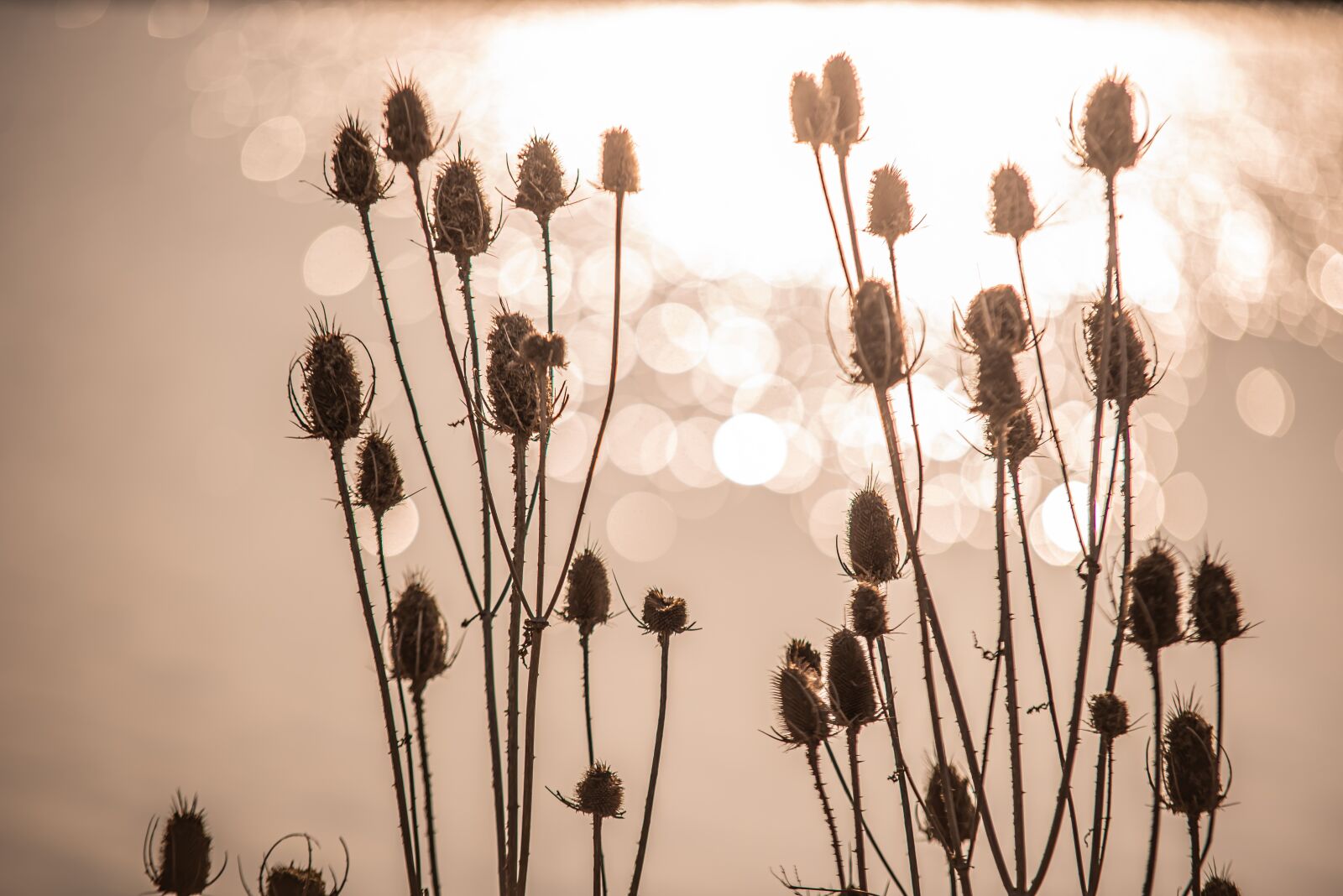 Nikon D750 sample photo. Thistles, thistle, nature photography