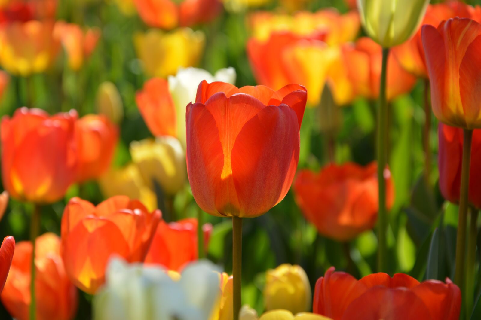 Nikon D7100 sample photo. Tulips, red, macro photography