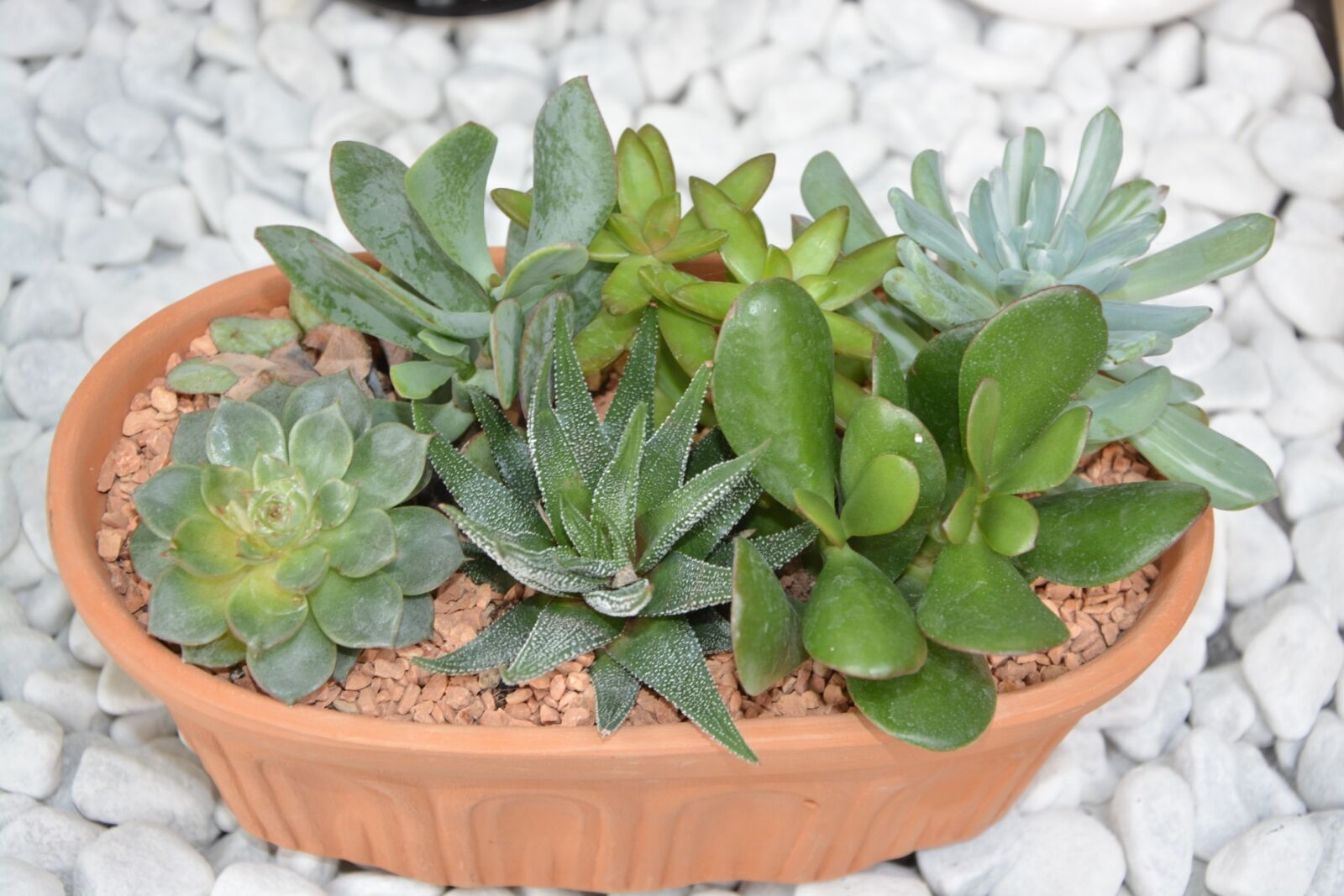 Nikon D5200 sample photo. Cactus, cacti, pot photography