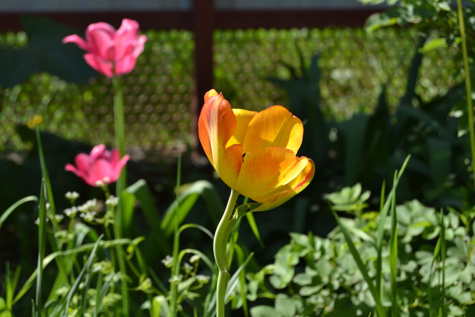 Nikon D3100 sample photo. Flowers, tulip, yel photography
