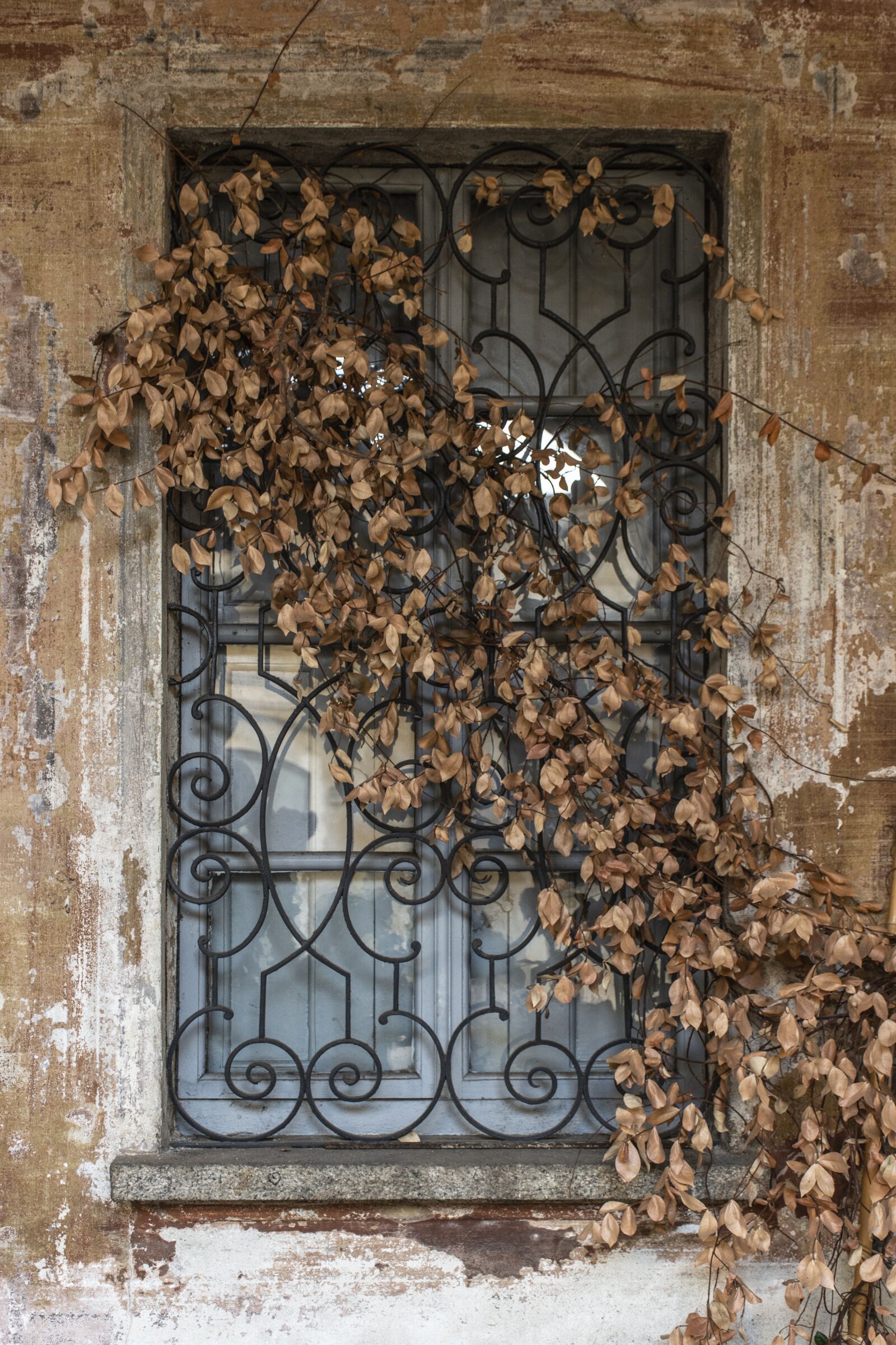 Nikon D7100 sample photo. Window, plant, house photography