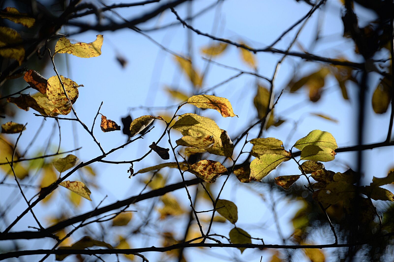 Nikon D610 sample photo. Autumn, leaves, aesthetic photography