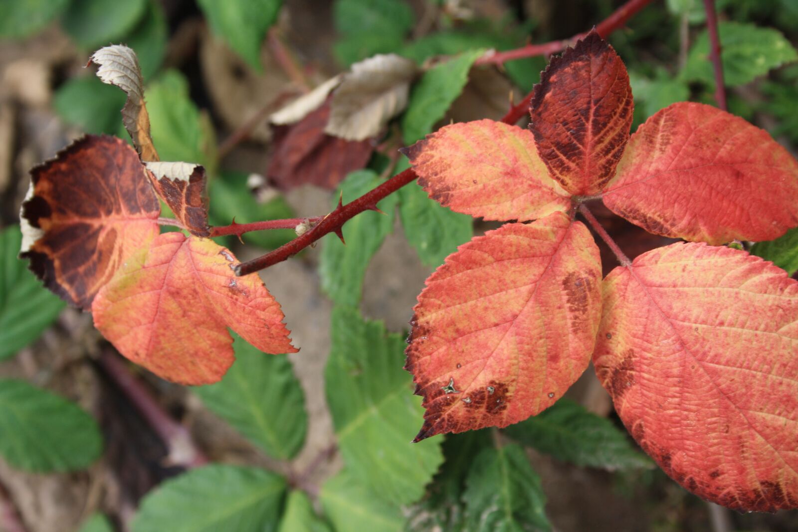 Canon EOS 1000D (EOS Digital Rebel XS / EOS Kiss F) sample photo. Leaves, autumn, fall foliage photography