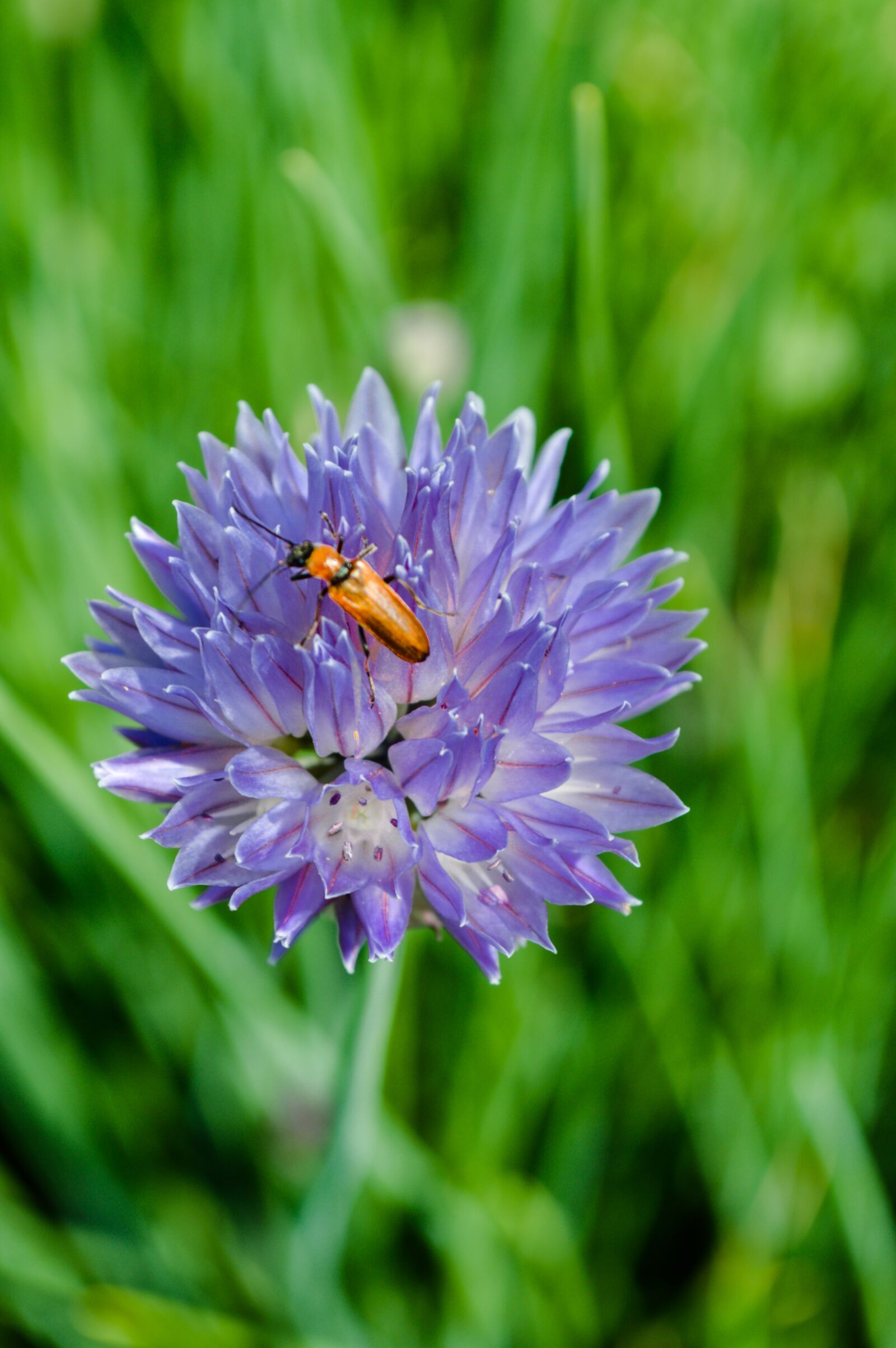 Nikon D3200 sample photo. Beetle on a flower photography