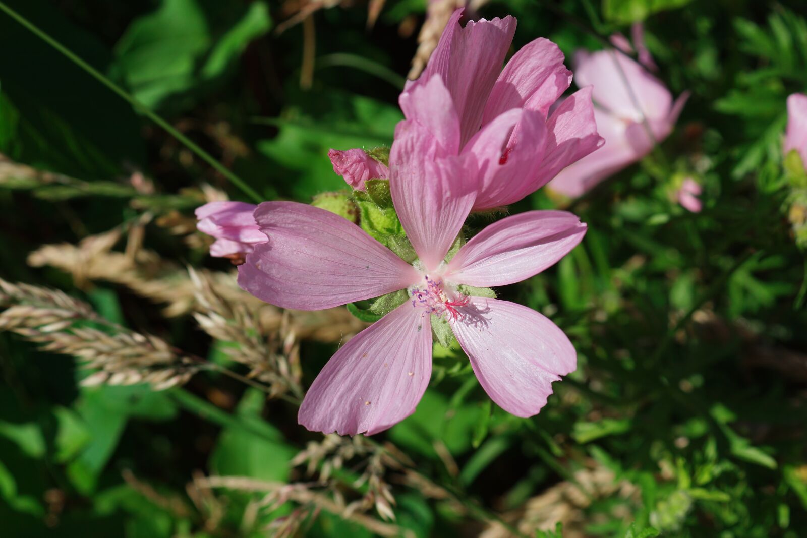 Sony SLT-A68 sample photo. Blossom, bloom, summer photography