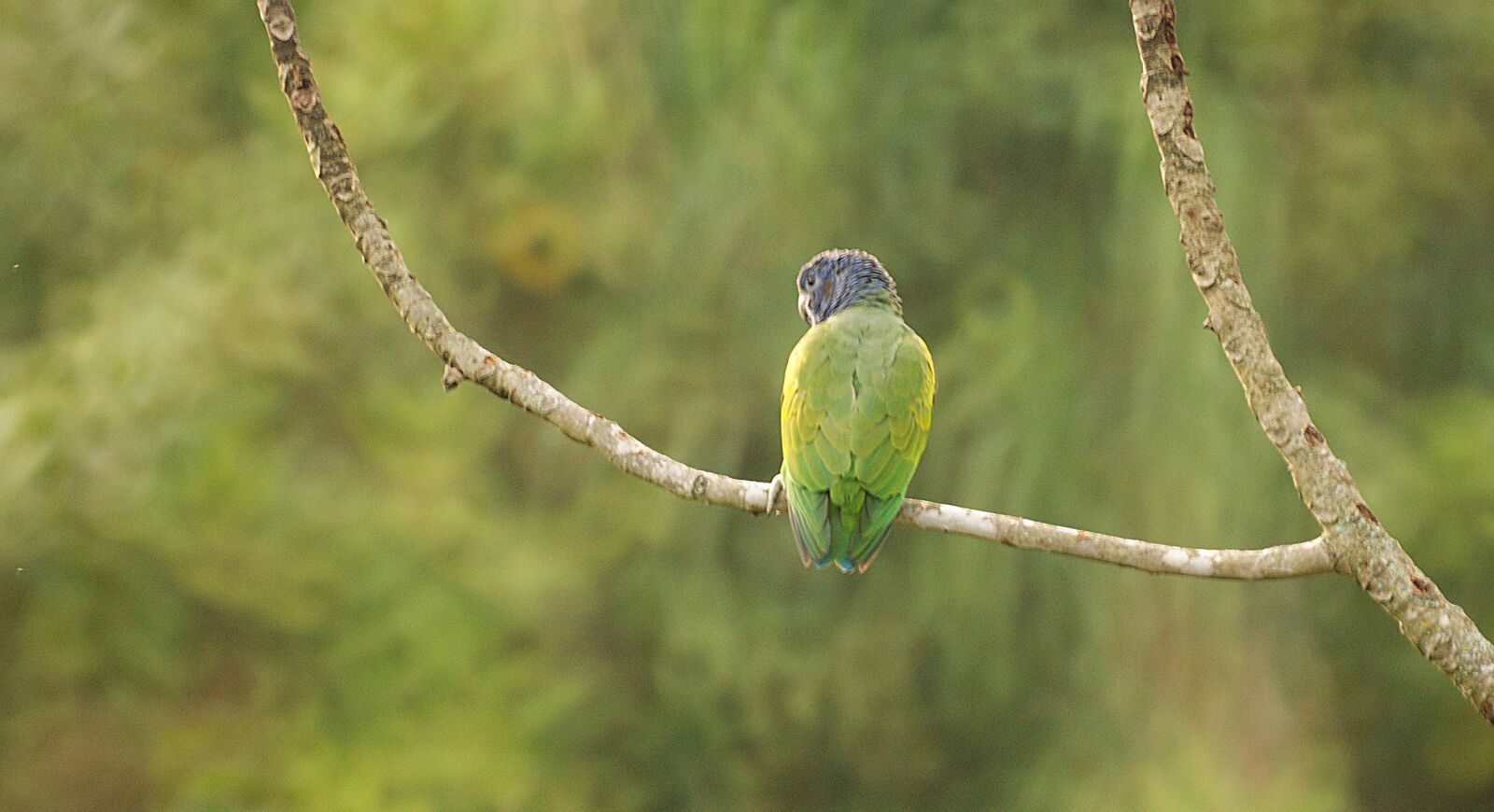 Sony Alpha DSLR-A390 sample photo. Ave, bird, parrot photography