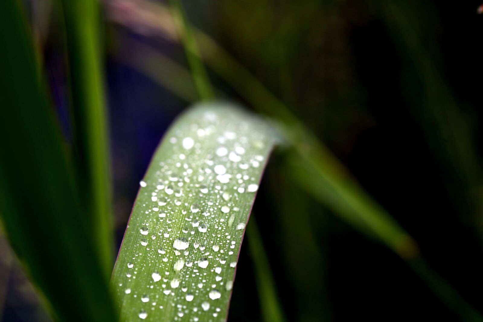 Canon EF 100mm F2.8L Macro IS USM sample photo. Meadow, grass, dew photography