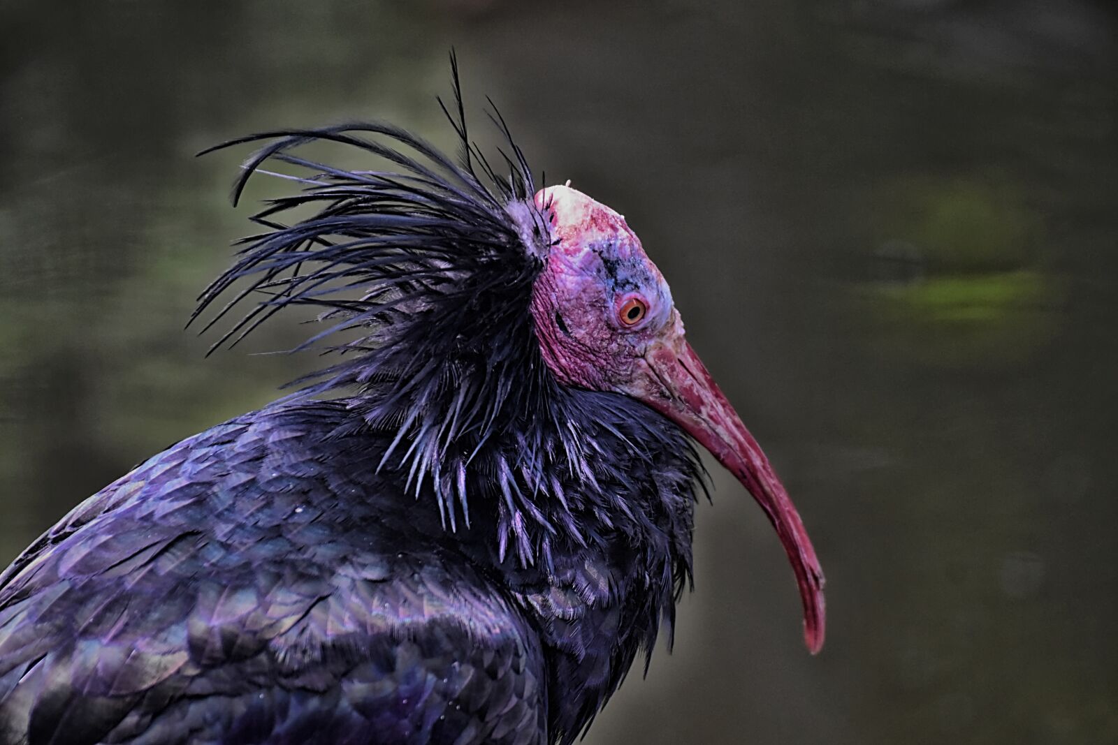 Nikon D7200 sample photo. Northern bald ibis, portrait photography