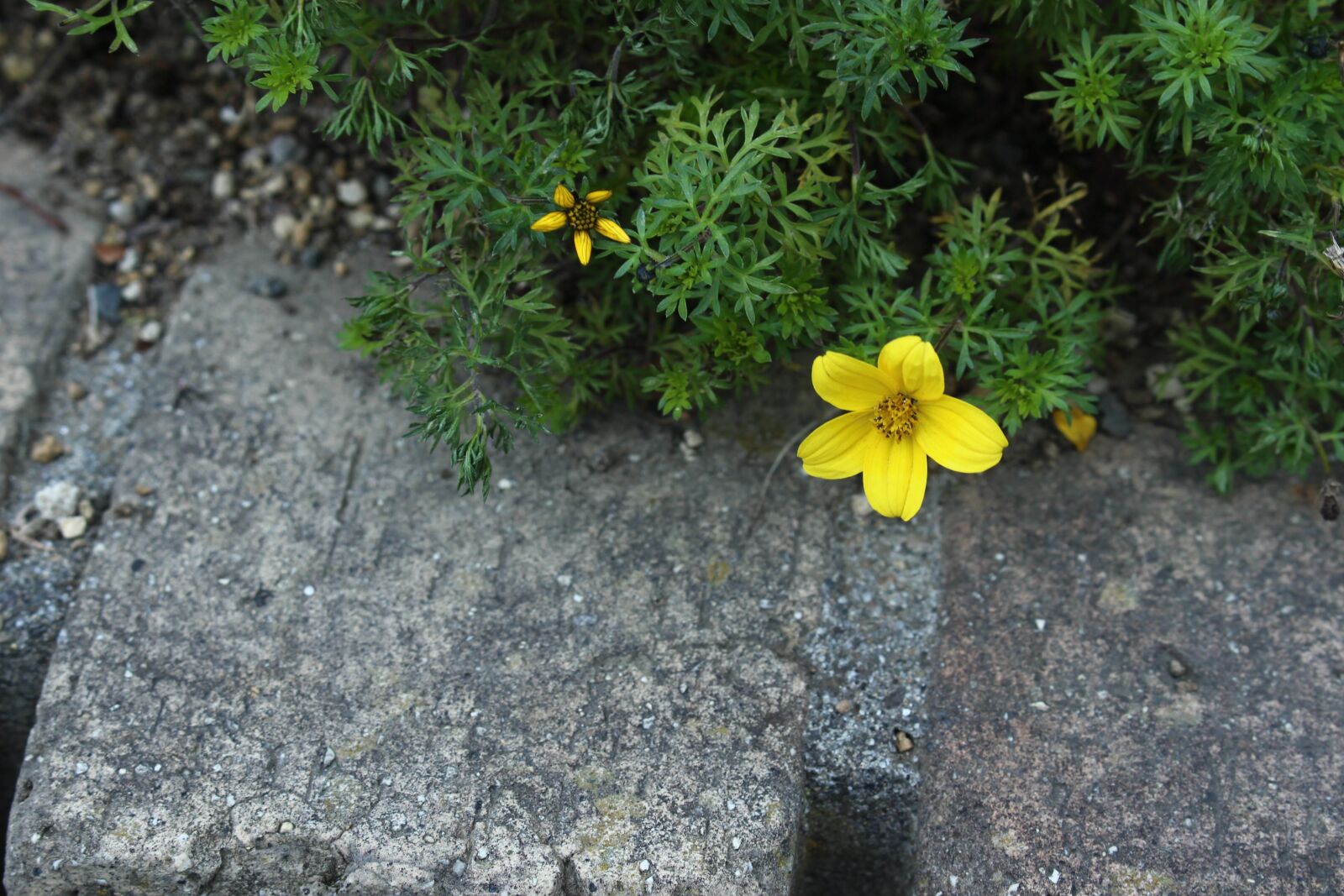 Canon EOS 100D (EOS Rebel SL1 / EOS Kiss X7) sample photo. Flowers, natural, yellow photography