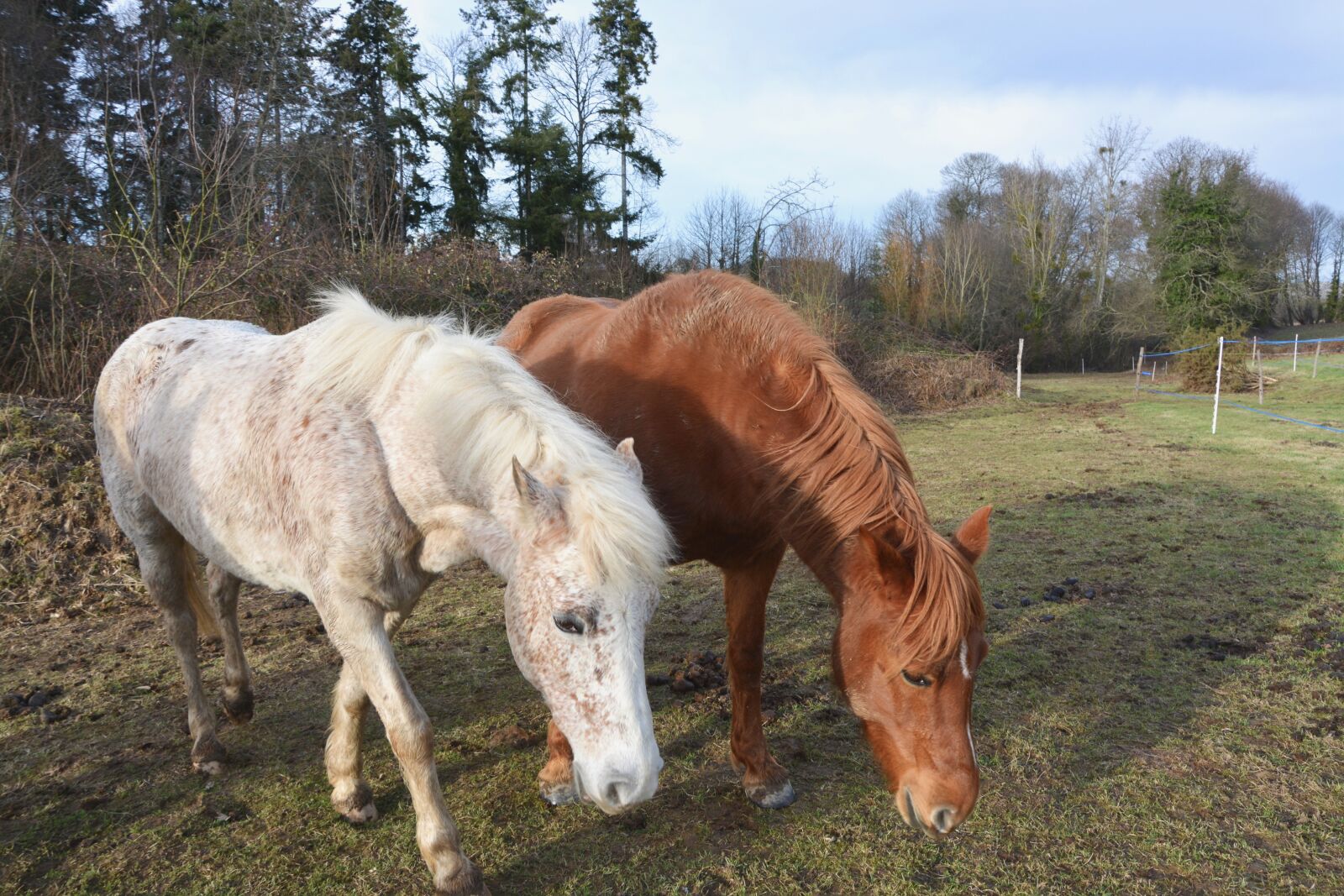 Nikon D5200 sample photo. Horses graze, herbivore, white photography