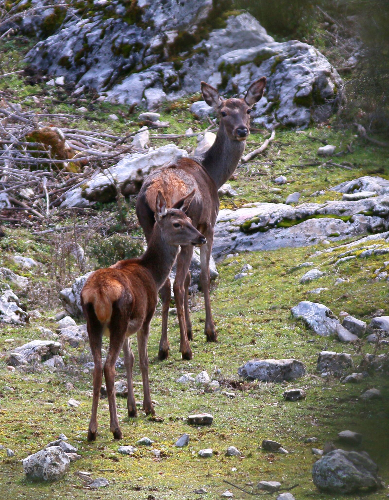 Canon EOS 70D sample photo. Fallow deer, deer, mountain photography