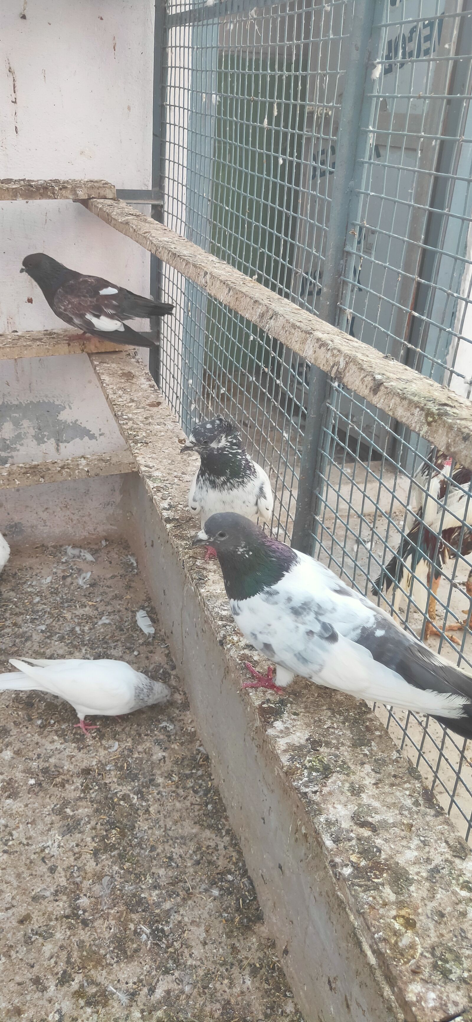 Realme 3 PRO sample photo. Pigeon, mahtab beg, india photography