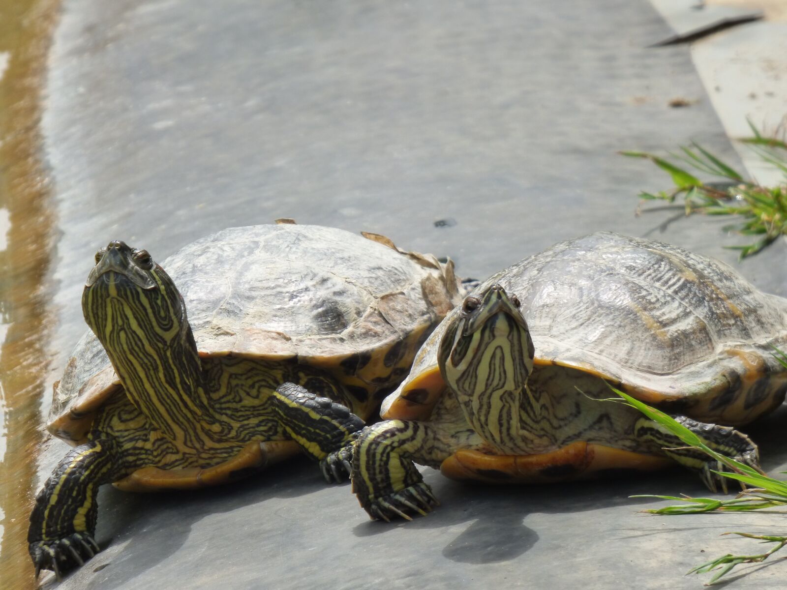 Panasonic DMC-FZ72 sample photo. Turtles, sun, on the photography