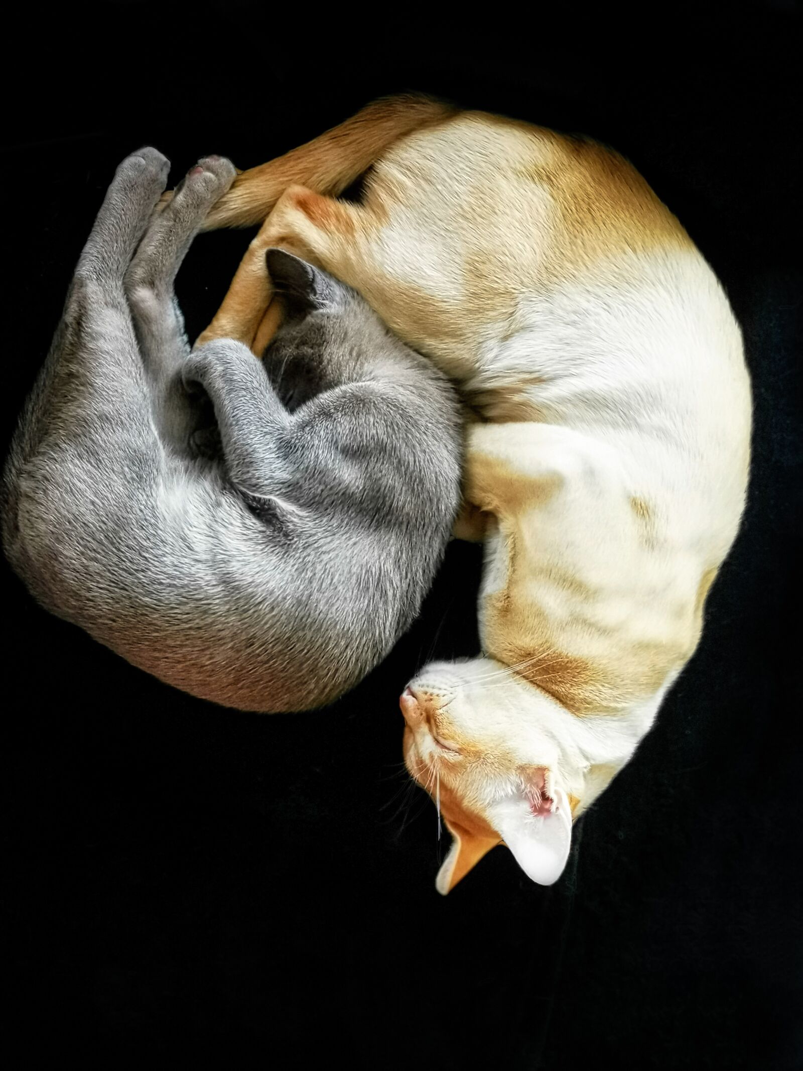 HUAWEI P30 Pro sample photo. Cat, breed burmese, burmesecat photography